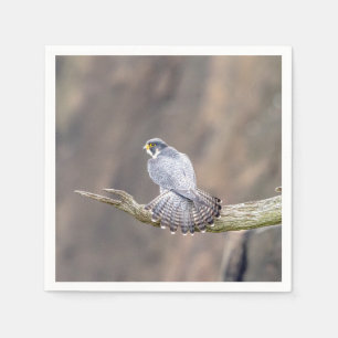 Peregrine Falcon vid Palisades Interstate Park Pappersservett