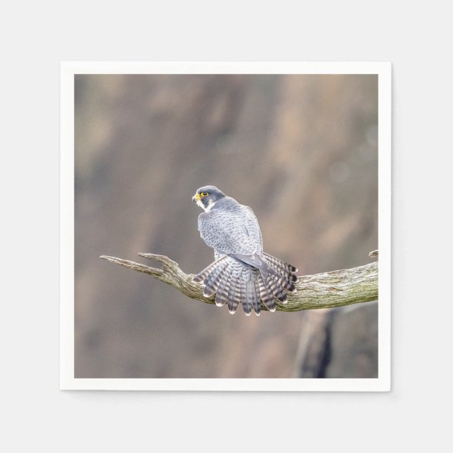 Peregrine Falcon vid Palisades Interstate Park Pappersservett (Framsidan)