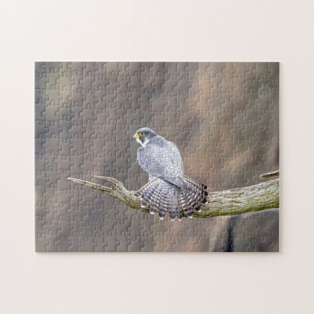 Peregrine Falcon vid Palisades Interstate Park Pussel (Horisontell)