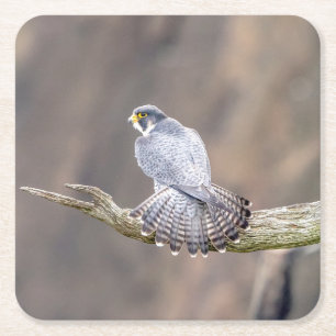 Peregrine Falcon vid Palisades Interstate Park Underlägg Papper Kvadrat