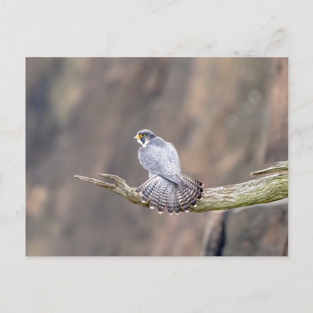 Peregrine Falcon vid Palisades Interstate Park Vykort (Framsida)