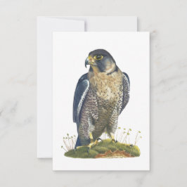 Peregrine Falcon vycard-Stil-anteckningskort Anteckningskort