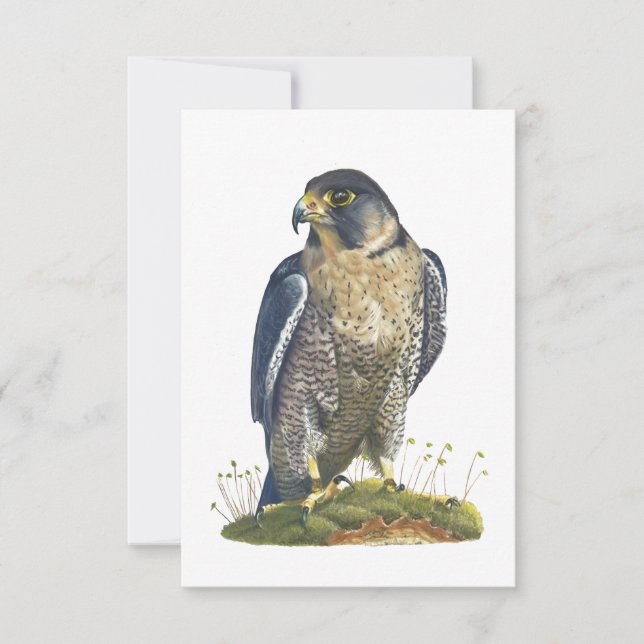 Peregrine Falcon vycard-Stil-anteckningskort Anteckningskort (Framsida)