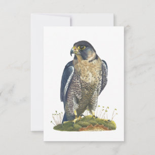Peregrine Falcon vycard-Stil-anteckningskort Anteckningskort