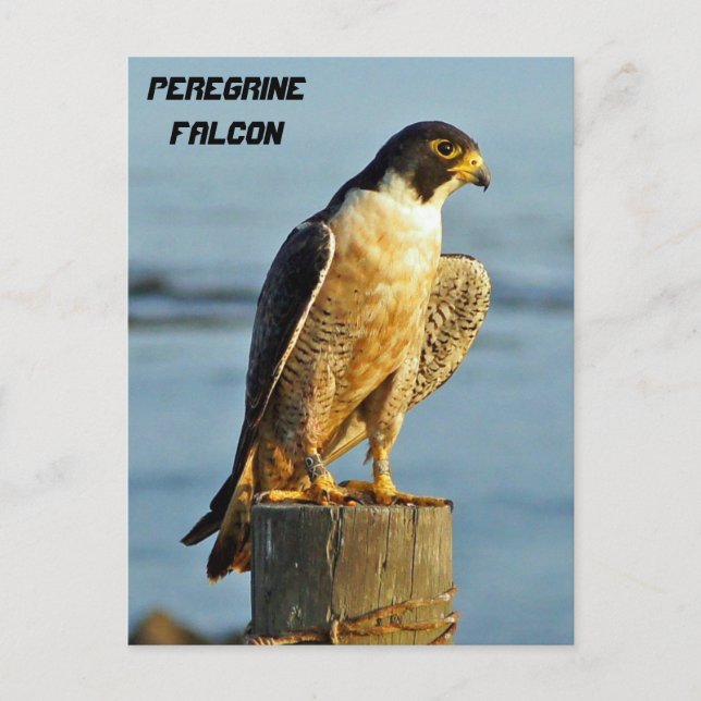Peregrine Falcon vycard Vykort (Framsida)