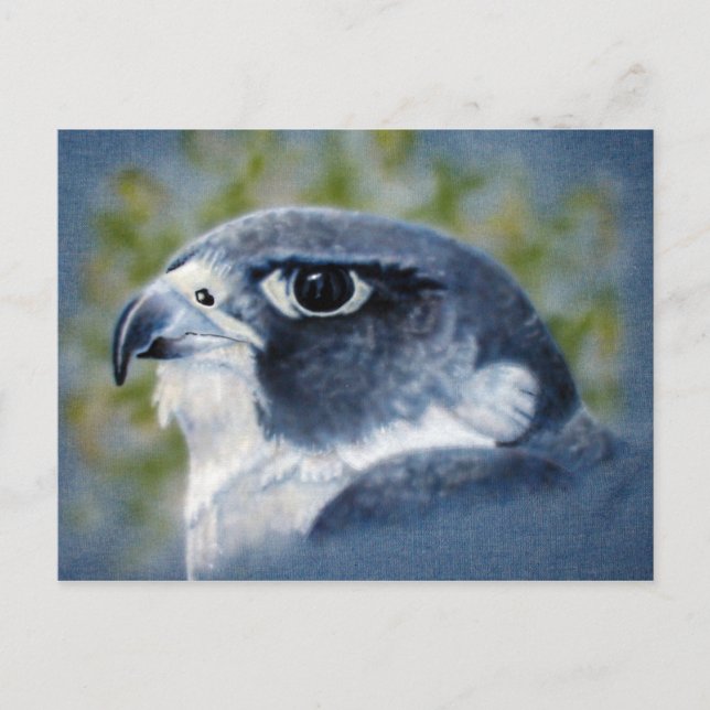 Peregrine Falcon vycard Vykort (Framsida)