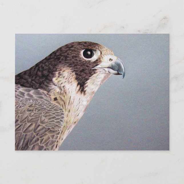 Peregrine Falcon vycard Vykort (Framsida)