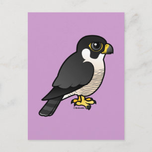 Peregrine Falcon Vykort