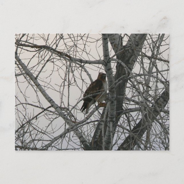Peregrine Falcon Vykort (Framsida)