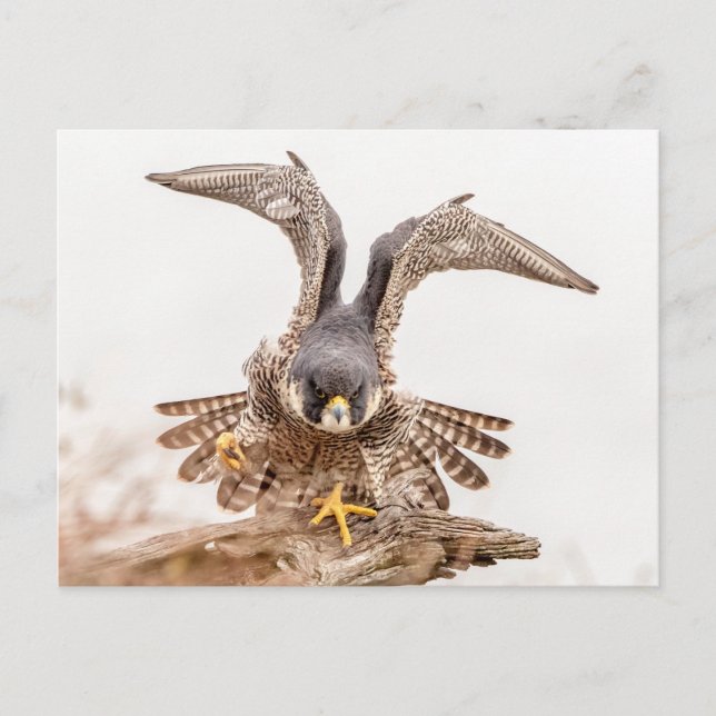 Peregrine Falcon Vykort (Framsida)