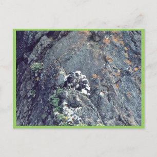 Peregrine falcon vykort
