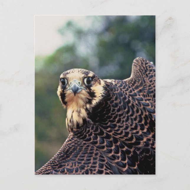 Peregrine Falcon Vykort (Framsida)