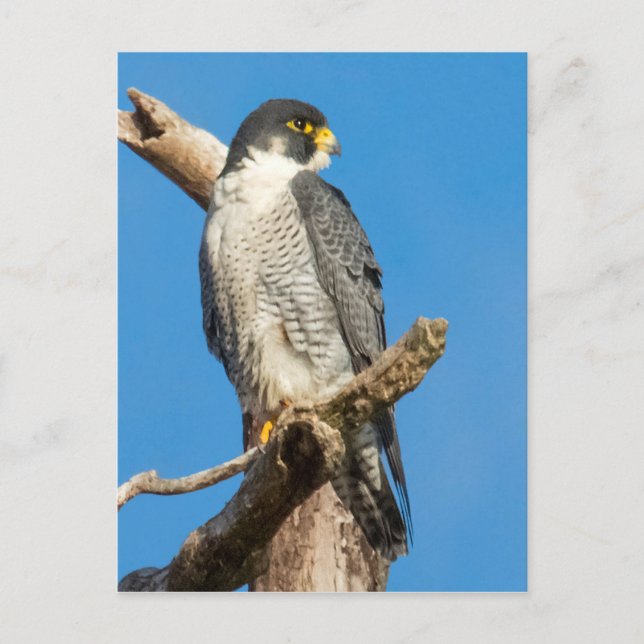 Peregrine Falcon Vykort (Framsida)