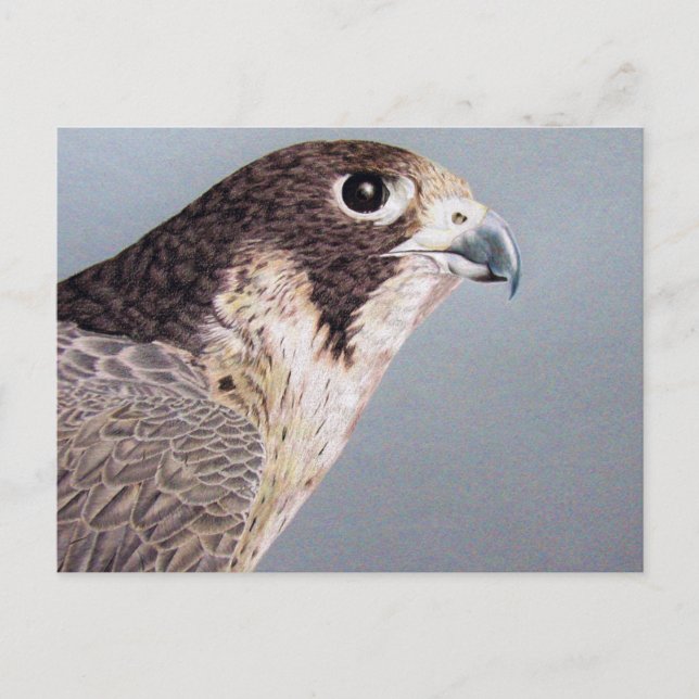 Peregrine Falcon Vykort (Framsida)