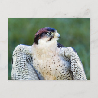 Peregrine Falcon Vykort