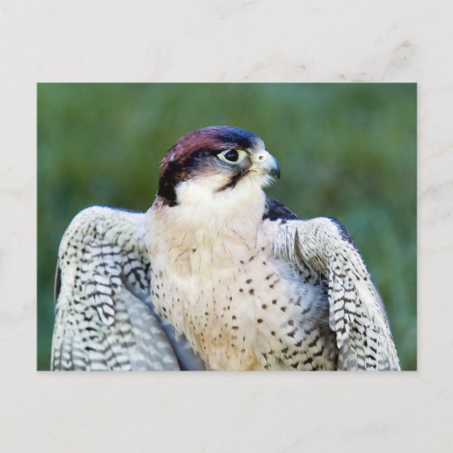 Peregrine Falcon Vykort (Framsida)