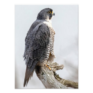 Peregrine Falcons Perched Fototryck
