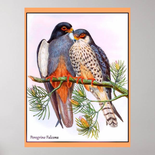 Peregrine Falcons Poster (Framsidan)