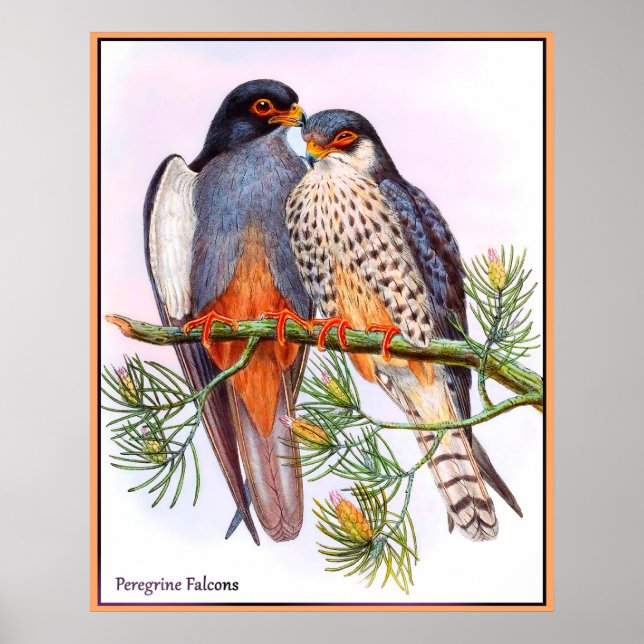Peregrine Falcons Poster (Framsidan)