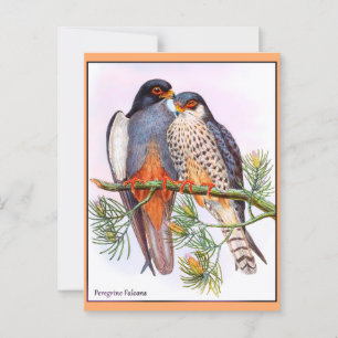 Peregrine Falcons Vykort