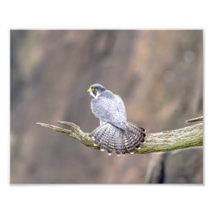 Peregrine falk 10x8 på de Interstate palisadesna Fototryck