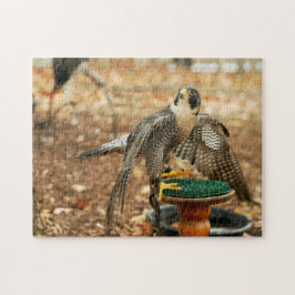peregrine falk, fågel av rovpussel pussel