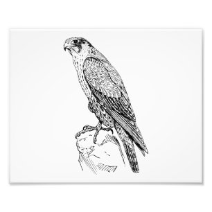 Peregrine falk fototryck