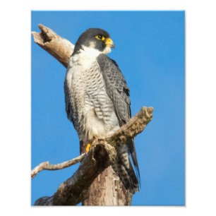 Peregrine falk fototryck