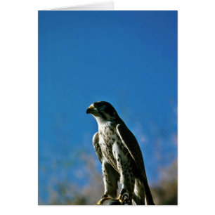 Peregrine falk hälsningskort