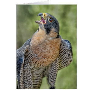 Peregrine falk hälsningskort