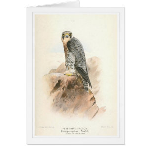 Peregrine falk hälsningskort