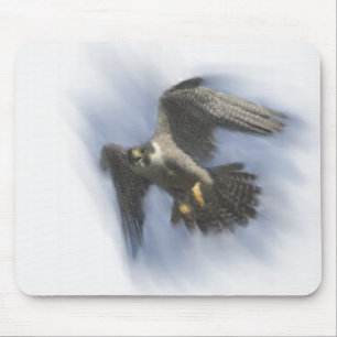 Peregrine falk i flyg musmatta