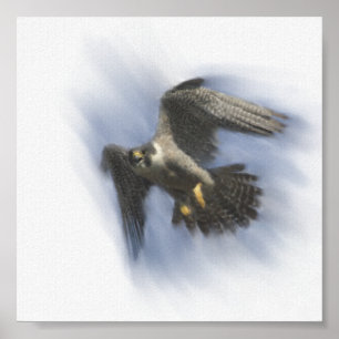 Peregrine falk i flyg poster