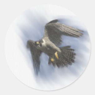 Peregrine falk i flyg runt klistermärke