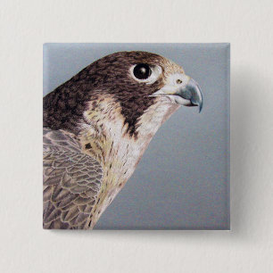 Peregrine falk knapp