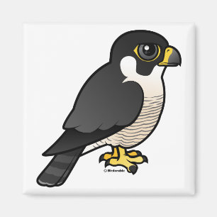 Peregrine falk magnet