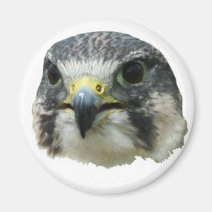 Peregrine falk magnet