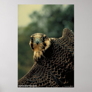 Peregrine falk poster