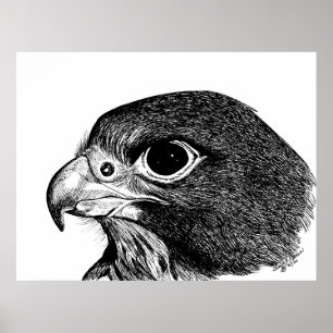 Peregrine falk poster