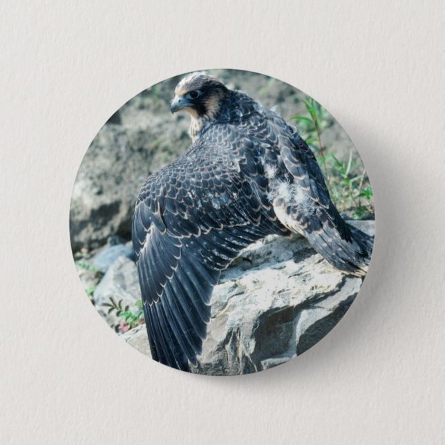 Peregrine falk, tonåring knapp (Framsida)