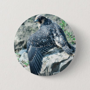 Peregrine falk, tonåring knapp