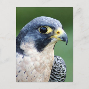Peregrine falkansiktefoto vykort