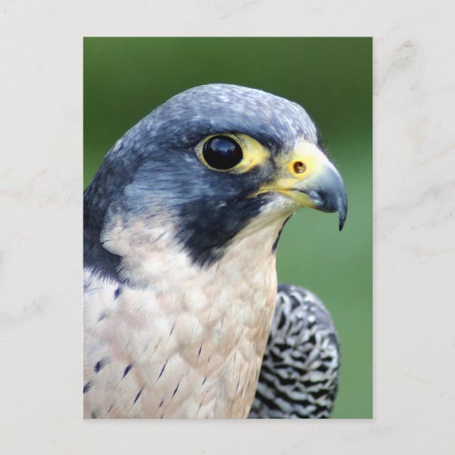 Peregrine falkansiktefoto vykort (Framsida)