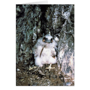 Peregrine falkchick hälsningskort