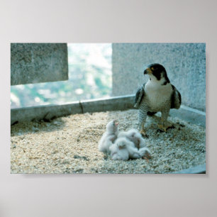 Peregrine falkchickar som är kvinnliga poster