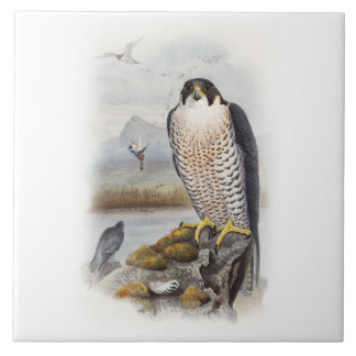 Peregrine falkJohn Gould fåglar av Storbritannien Kakelplatta