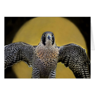 Peregrine falkmåneresning hälsningskort