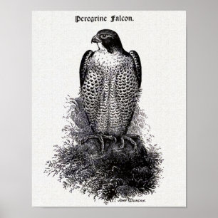 Peregrine illustration för falkvintagefågel poster