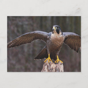Peregrine Osprey Vykort
