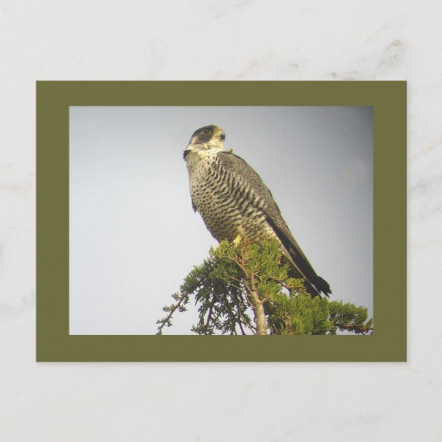 Peregrine-vykort Vykort (Framsida)